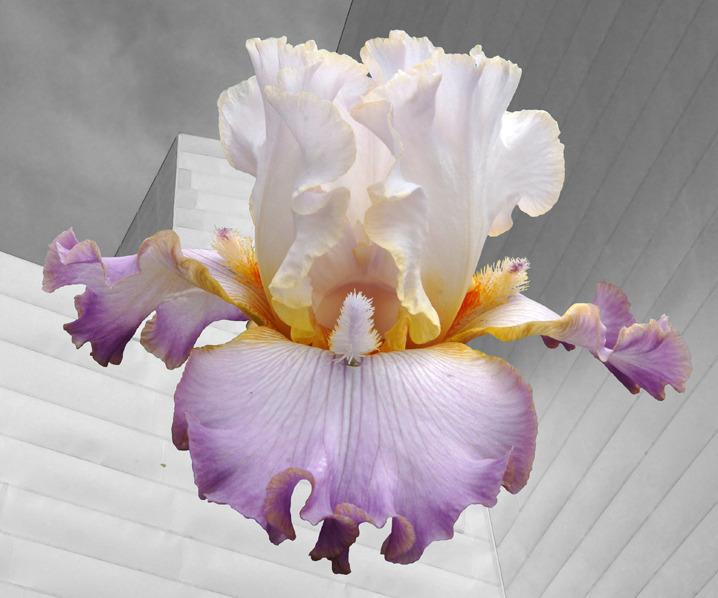 Photo of Tall Bearded Iris (Iris 'Exhibitionist') uploaded by Calif_Sue