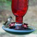 Make Your Own Hummingbird Nectar