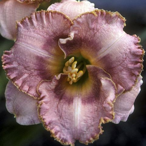 Photo of Daylily (Hemerocallis 'Two Faces of Eve') uploaded by Calif_Sue