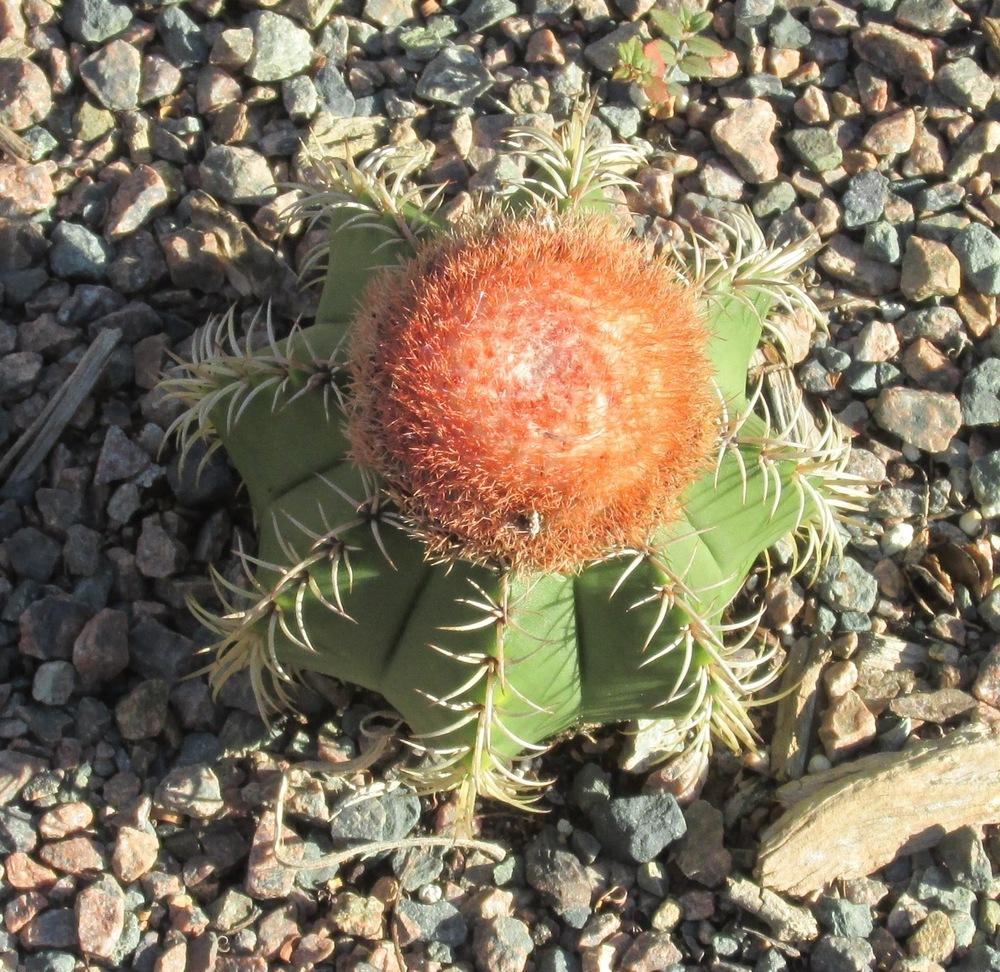 Photo of Dwarf Turk's Cap Cactus (Melocactus matanzanus) uploaded by Dutchlady1