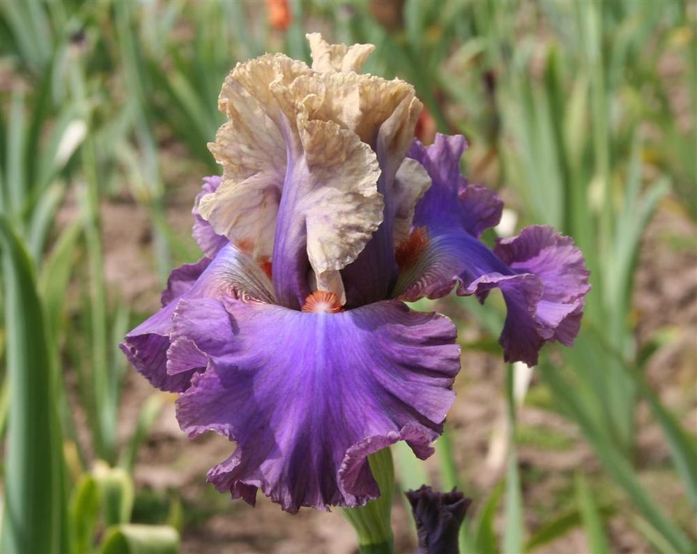 Photo of Tall Bearded Iris (Iris 'Oratorio') uploaded by KentPfeiffer