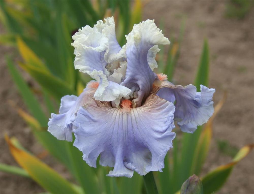 Photo of Tall Bearded Iris (Iris 'Platinum Class') uploaded by KentPfeiffer