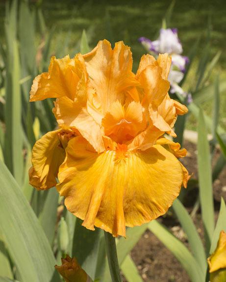 Photo of Tall Bearded Iris (Iris 'Edgefield Glow') uploaded by dd95172