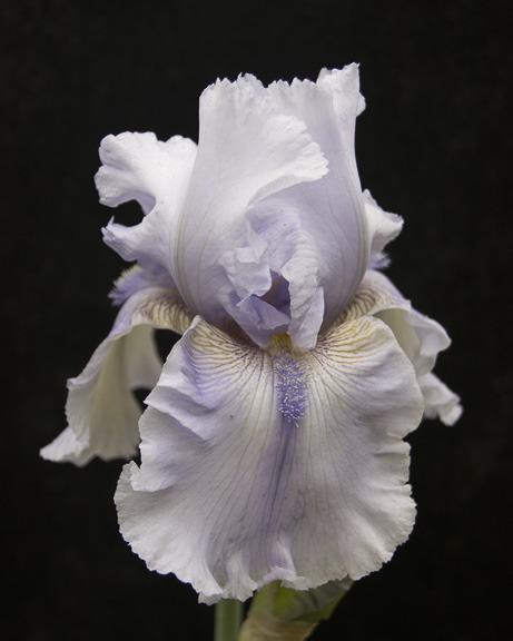 Photo of Tall Bearded Iris (Iris 'Moody Blue Eyes') uploaded by dd95172