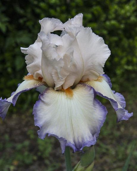 Photo of Tall Bearded Iris (Iris 'Queen's Robe') uploaded by dd95172