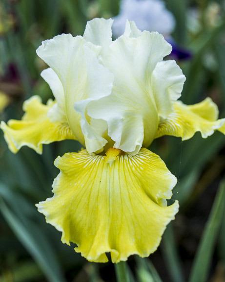 Photo of Tall Bearded Iris (Iris 'Exposed Lady') uploaded by dd95172