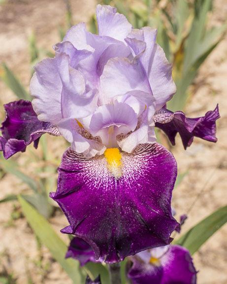 Photo of Tall Bearded Iris (Iris 'Smoke Filled Rooms') uploaded by dd95172