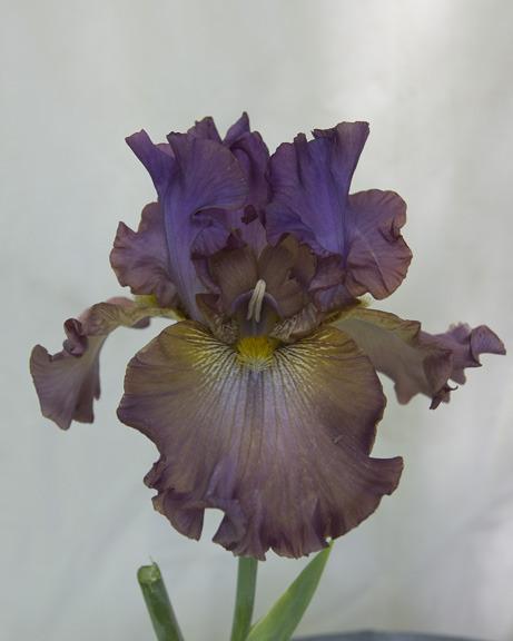 Photo of Tall Bearded Iris (Iris 'Cinque Terre') uploaded by dd95172