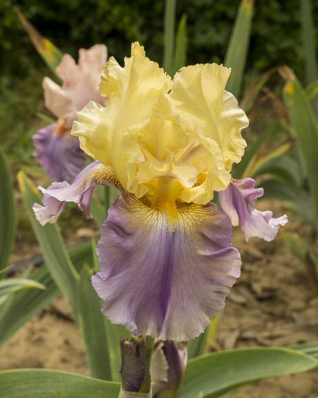 Photo of Tall Bearded Iris (Iris 'Feodosiya') uploaded by dd95172
