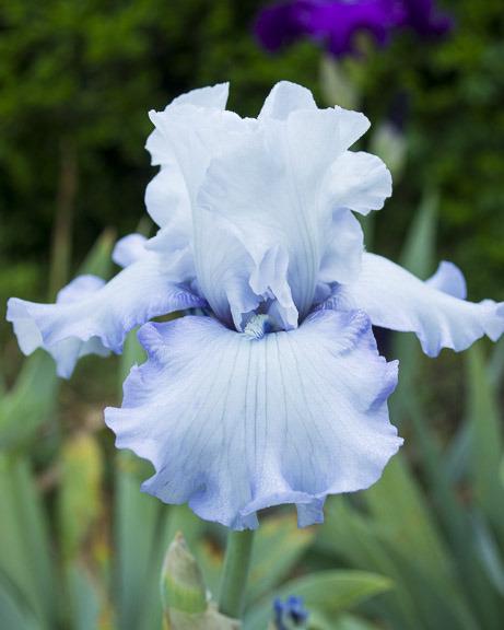 Photo of Tall Bearded Iris (Iris 'Sky Blue Waters') uploaded by dd95172