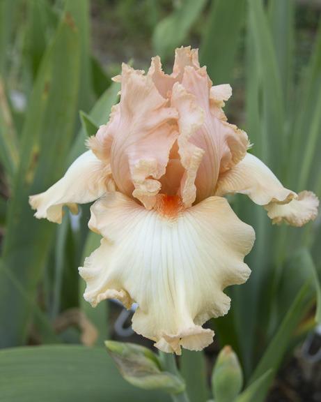 Photo of Tall Bearded Iris (Iris 'Pink Delicacy') uploaded by dd95172