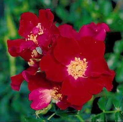 Photo of Shrub Rose (Rosa 'Dortmund') uploaded by Calif_Sue