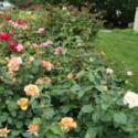 Growing Roses in My Utah Garden