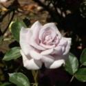 My Big Adventure in Miniature Rose Hybridizing