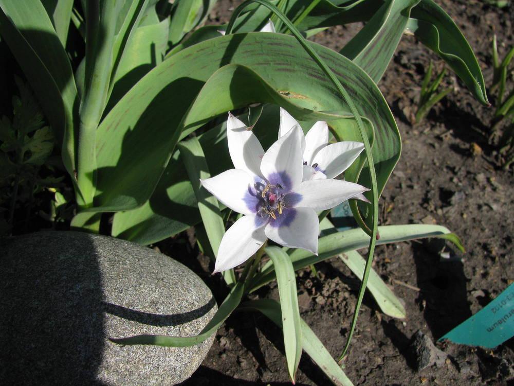 Photo of Tulip (Tulipa humilis 'Alba Coerulea Oculata') uploaded by jmorth