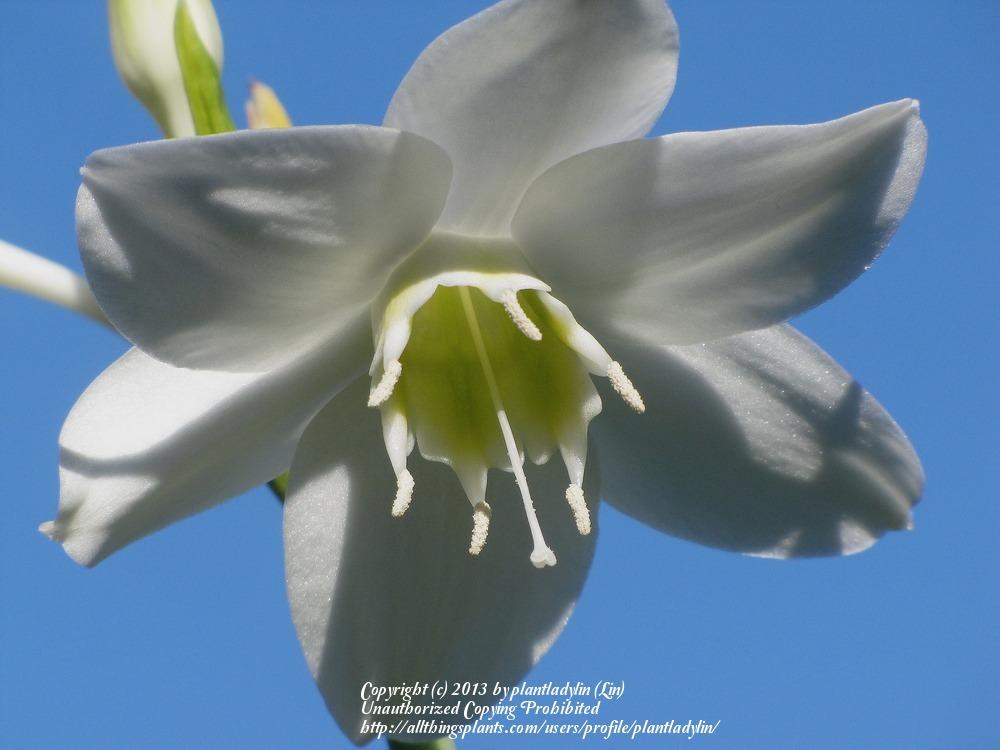 Photo of Amazon Lily (Urceolina x grandiflora) uploaded by plantladylin