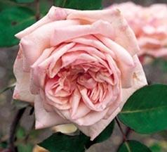 Photo of Rose (Rosa 'Baronne Henriette Snoy') uploaded by Calif_Sue