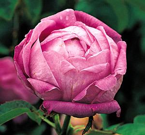 Photo of Rose (Rosa 'Baronne Prevost') uploaded by Calif_Sue