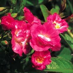 Photo of Rose (Rosa 'Robin Hood') uploaded by Calif_Sue