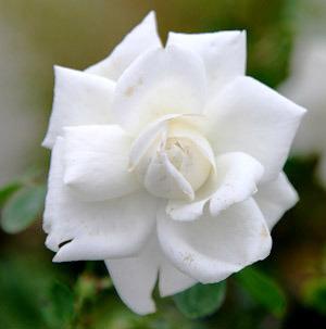 Photo of Rose (Rosa 'White Dawn') uploaded by Calif_Sue