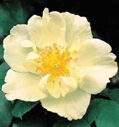 Photo of Rose (Rosa 'Silver Moon') uploaded by Calif_Sue