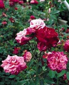 Photo of Rose (Rosa 'Archduke Charles') uploaded by Calif_Sue
