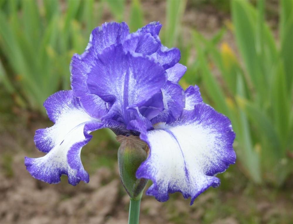 Photo of Tall Bearded Iris (Iris 'Royal Estate') uploaded by KentPfeiffer