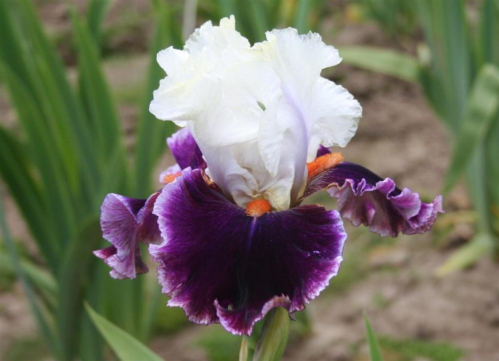 Photo of Tall Bearded Iris (Iris 'Regal Knave') uploaded by KentPfeiffer