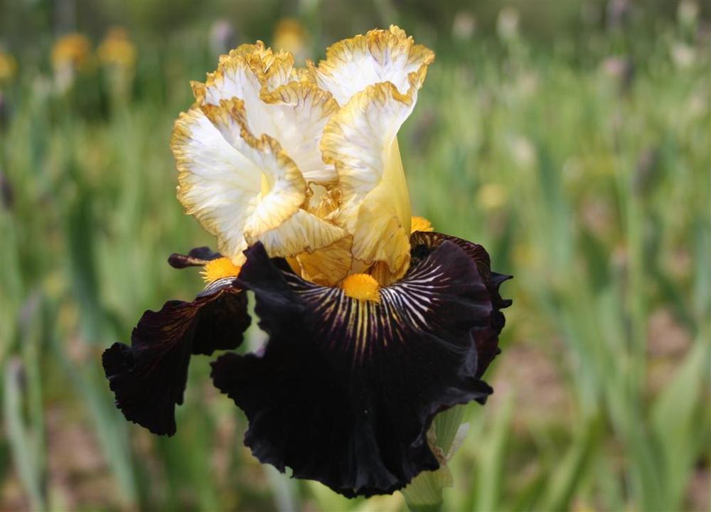 Photo of Tall Bearded Iris (Iris 'Reckless Abandon') uploaded by KentPfeiffer