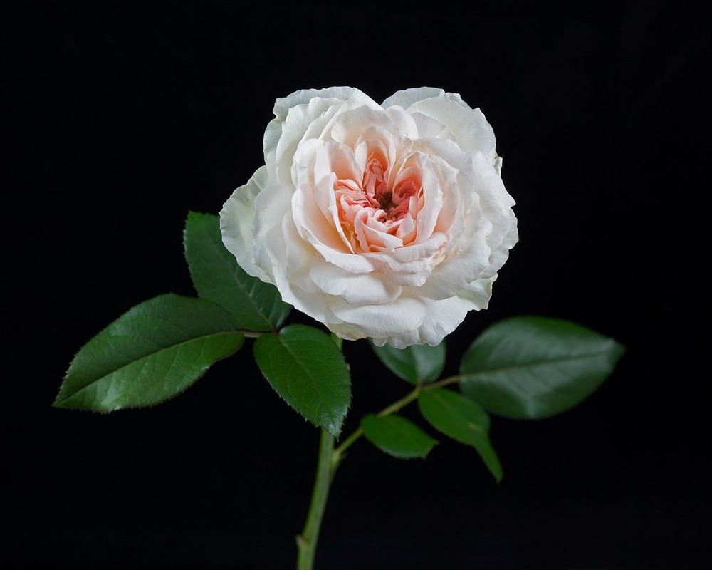 Photo of Rose (Rosa 'Blush Flower Circus') uploaded by Mike