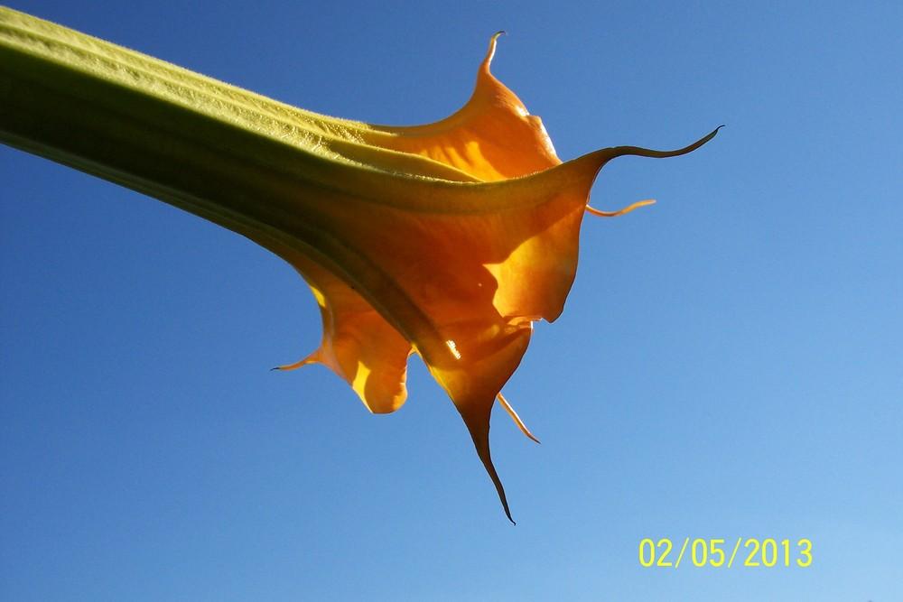 Photo of Angel Trumpet (Brugmansia 'Herbstzauber') uploaded by WilliamByrd