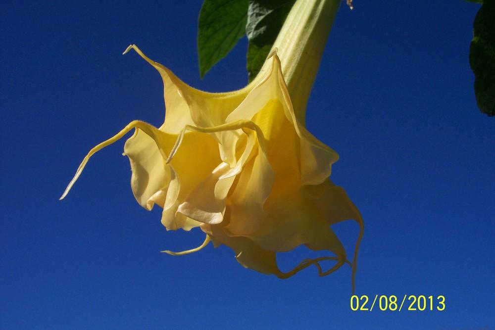 Photo of Angel Trumpet (Brugmansia 'Goldflame') uploaded by WilliamByrd