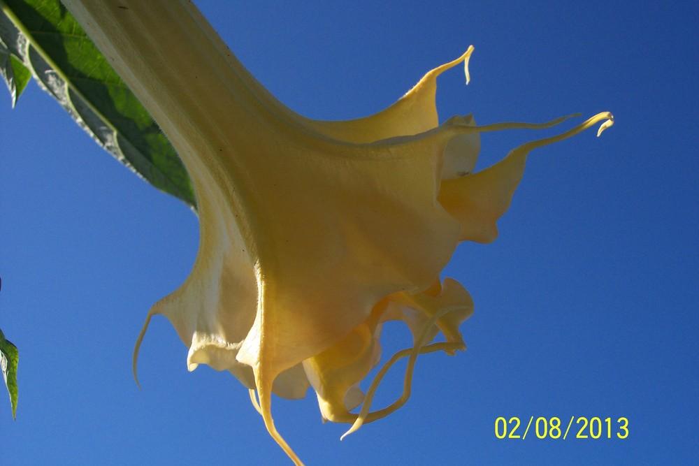 Photo of Angel Trumpet (Brugmansia 'Goldflame') uploaded by WilliamByrd