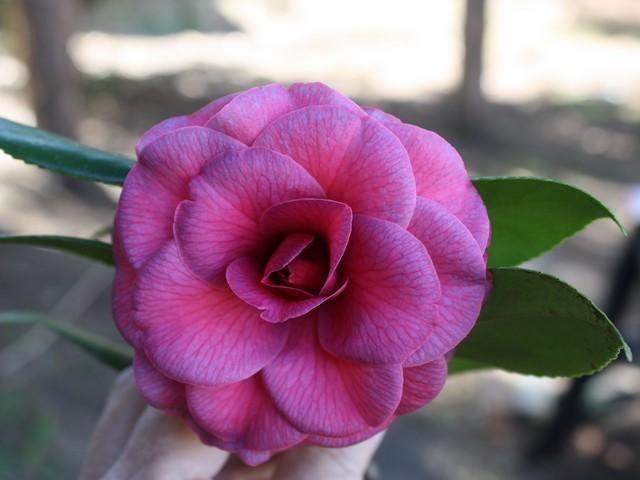 Photo of Camellias (Camellia) uploaded by gingin
