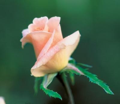 Photo of Rose (Rosa 'Folksinger') uploaded by Calif_Sue