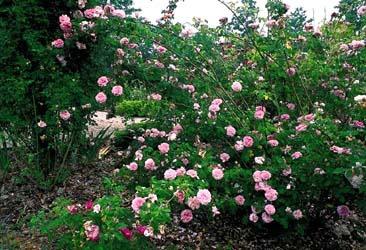Photo of Damask Rose (Rosa 'Ispahan') uploaded by Calif_Sue
