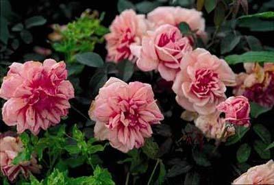 Photo of Rose (Rosa 'Jean Bach Sisley') uploaded by Calif_Sue
