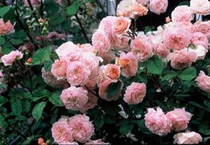 Photo of Rose (Rosa 'Abraham Darby') uploaded by Calif_Sue