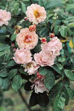 Photo of Hybrid Musk Rose (Rosa 'Cornelia') uploaded by Calif_Sue