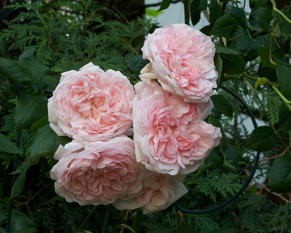 Photo of Rose (Rosa 'Eglantyne') uploaded by Mike