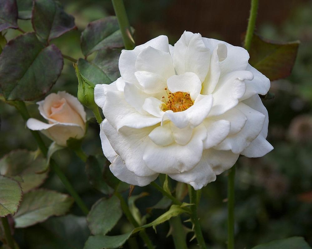 Photo of Rose (Rosa 'French Lace') uploaded by Mike