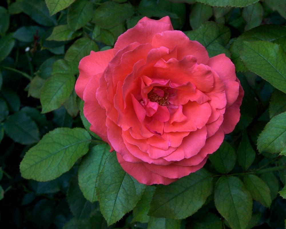 Photo of Rose (Rosa 'Fragrant Cloud') uploaded by Mike