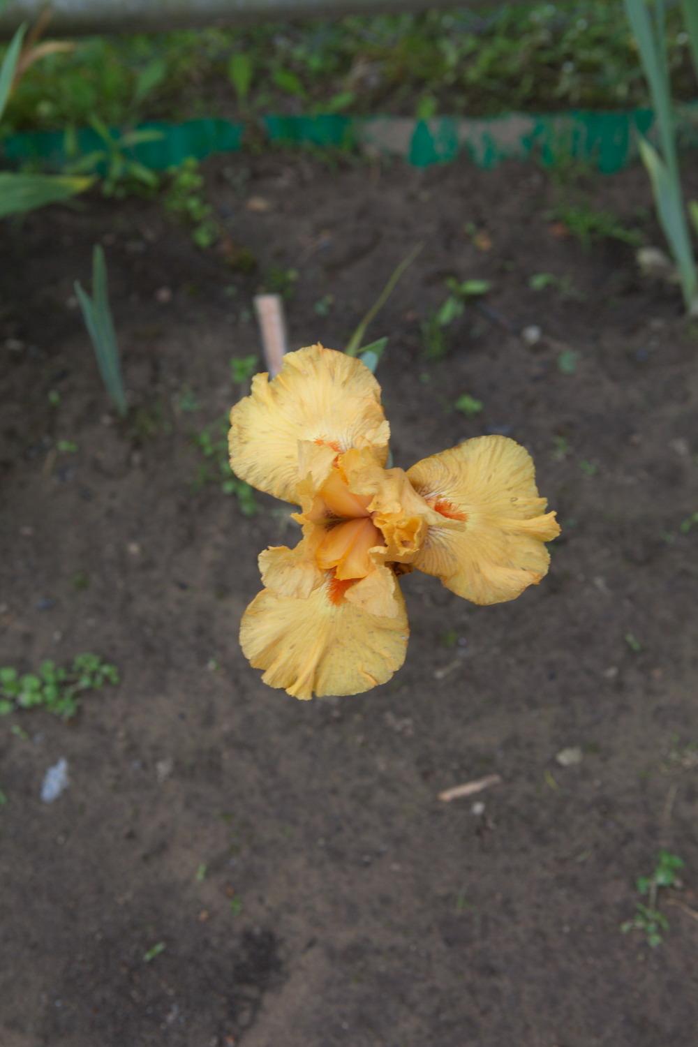 Photo of Border Bearded Iris (Iris 'Maid of Orange') uploaded by eko123