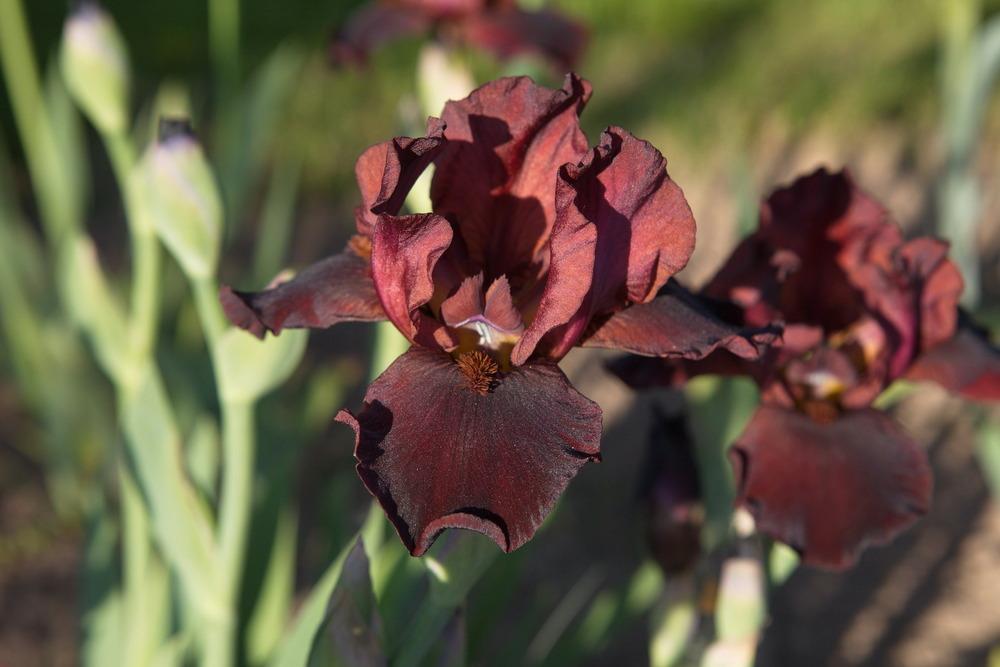 Photo of Border Bearded Iris (Iris 'Cranapple') uploaded by eko123