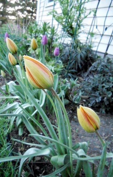Photo of Species Tulip (Tulipa orphanidea) uploaded by ge1836