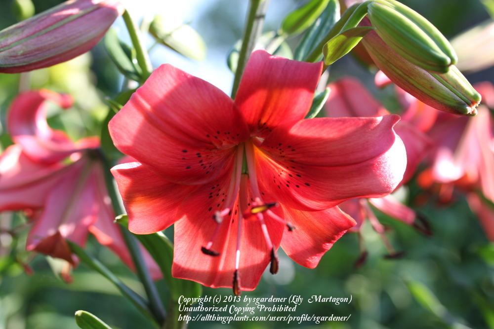 Photo of Lily (Lilium 'Pearl Loraine') uploaded by sgardener