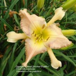 
Courtesy Natural Selection Daylilies