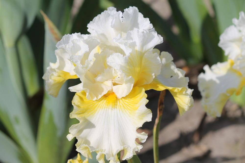 Photo of Tall Bearded Iris (Iris 'Yours Truly') uploaded by ARUBA1334