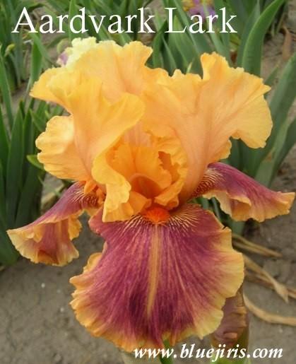 Photo of Tall Bearded Iris (Iris 'Aardvark Lark') uploaded by Calif_Sue