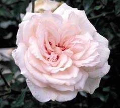 Photo of Rose (Rosa 'Odee Pink') uploaded by Calif_Sue